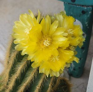 Meet your Posher, Sherry